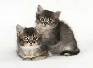 Snuggling Prints: Picture No. 11772485