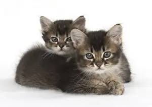 Snuggling Prints: Picture No. 11772486