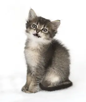 Tabbies Prints: Picture No. 11772497