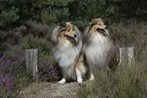 Picture No. 11772570
