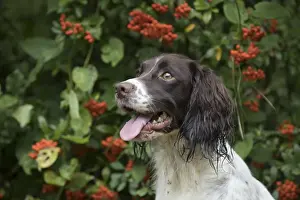 Springer Prints: Picture No. 11772708