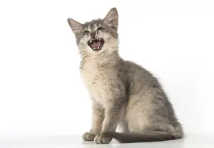Meowing Prints: Picture No. 11772805