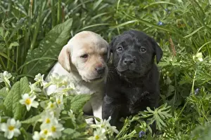 Snuggling Prints: Picture No. 11772851