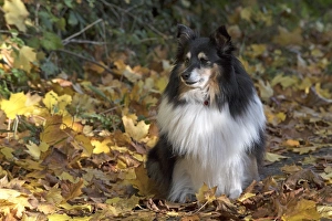 Autumnal Collection: Picture No. 11772957