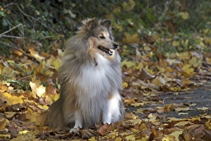 Autumnal Collection: Picture No. 11772958