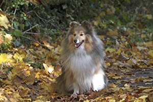Autumnal Collection: Picture No. 11772959