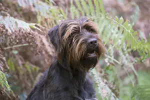 Pointer Prints: Picture No. 11772971