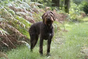 Pointer Prints: Picture No. 11772972