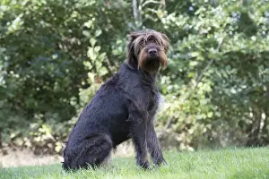 Pointer Prints: Picture No. 11772974