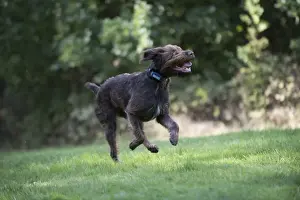 Pointer Prints: Picture No. 11772976