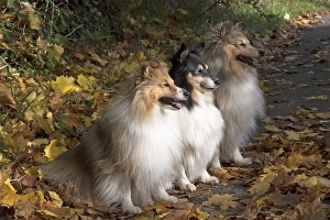 Autumnal Collection: Picture No. 11772994