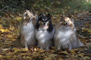 Autumnal Collection: Picture No. 11772995