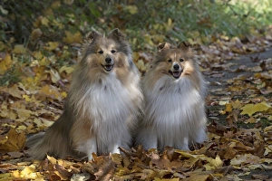 Autumnal Collection: Picture No. 11772996