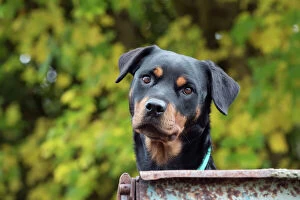 Rottweilers Collection: Picture No. 11773010