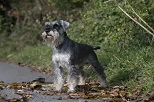 Picture No. 11773015