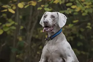 Weimaraners Prints: Picture No. 11773050