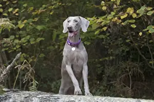 Weimaraners Prints: Picture No. 11773052