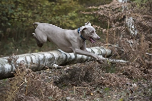 Autumnal Collection: Picture No. 11773054