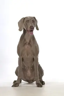 Weimaraners Prints: Picture No. 11773057