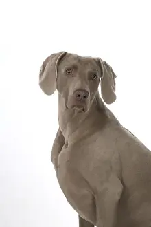 Weimaraners Prints: Picture No. 11773060