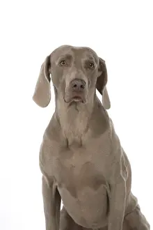 Weimaraners Prints: Picture No. 11773061