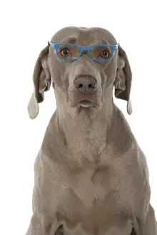 Weimaraners Prints: Picture No. 11773062
