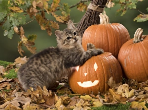 Autumnal Collection: Picture No. 11773064