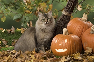 Autumnal Collection: Picture No. 11773065