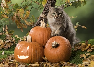 Autumnal Collection: Picture No. 11773066