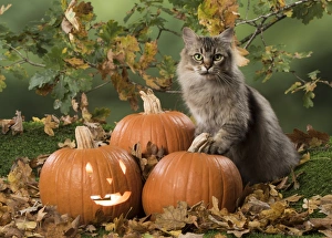 Autumnal Collection: Picture No. 11773067