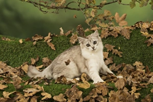 Autumnal Collection: Picture No. 11773071