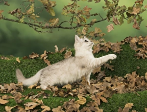 Autumnal Collection: Picture No. 11773072