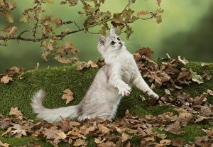 Autumnal Collection: Picture No. 11773073