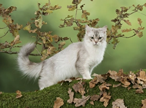 Autumnal Collection: Picture No. 11773074