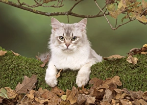 Autumnal Collection: Picture No. 11773075