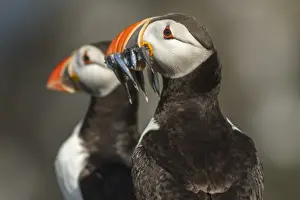 Auks Prints: Picture No. 11806753