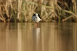 Stilt Prints: Picture No. 11806754