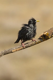 Starlings Collection: Picture No. 11806756