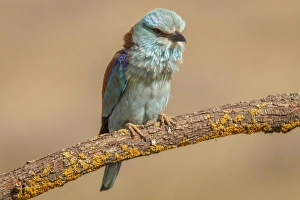 Coracias Garrulus Collection: Picture No. 11806758