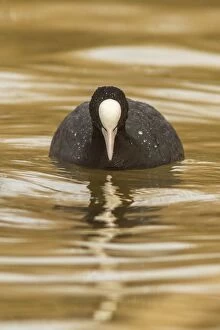 Coot Collection: Picture No. 11806762