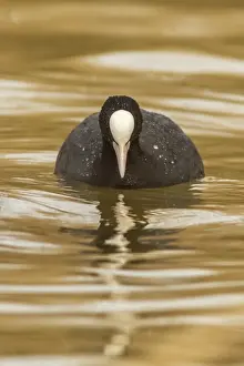 Marsh Prints: Picture No. 11806762