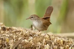 Warblers Prints: Picture No. 11806765