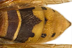 Wasp Prints: Picture No. 11806771