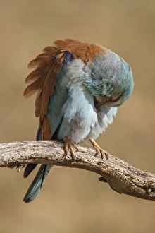 Coracias Garrulus Collection: Picture No. 11806773