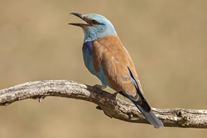 Coracias Garrulus Collection: Picture No. 11806779