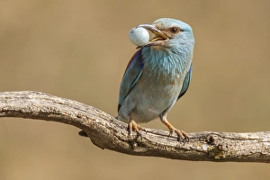 Coracias Garrulus Collection: Picture No. 11806780