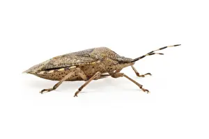 Invertebrates Prints: Picture No. 11806781
