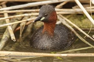 Grebes Collection: Picture No. 11806784