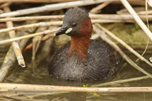 Grebe Prints: Picture No. 11806784
