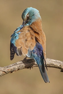 Coracias Garrulus Collection: Picture No. 11806785